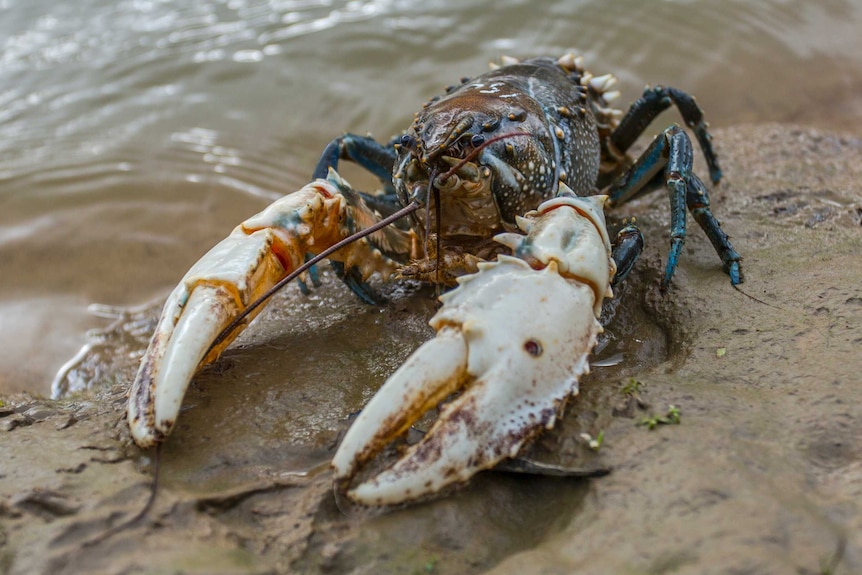 A Murray crayfish with blue lefs, a greyish-orange body and white pincers.