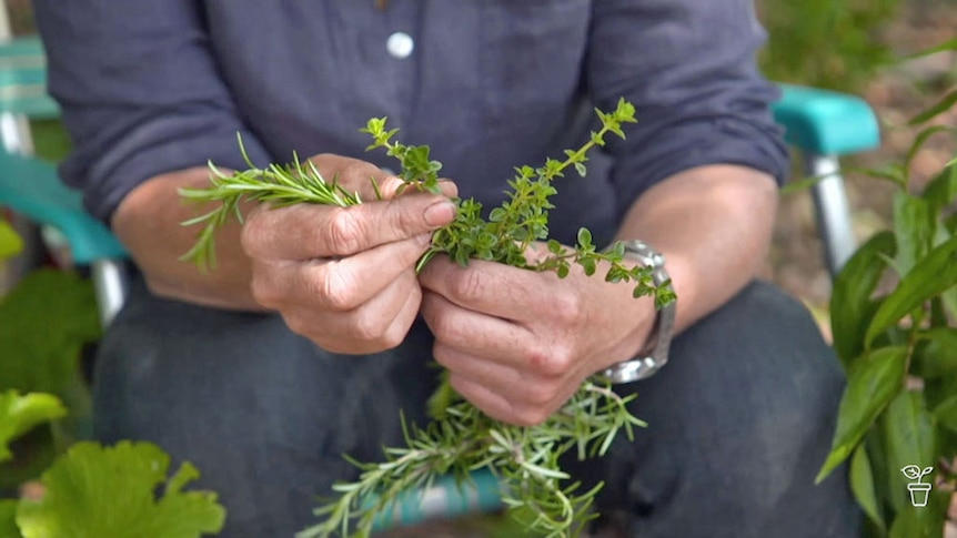 Hands holding a selection of herbs.