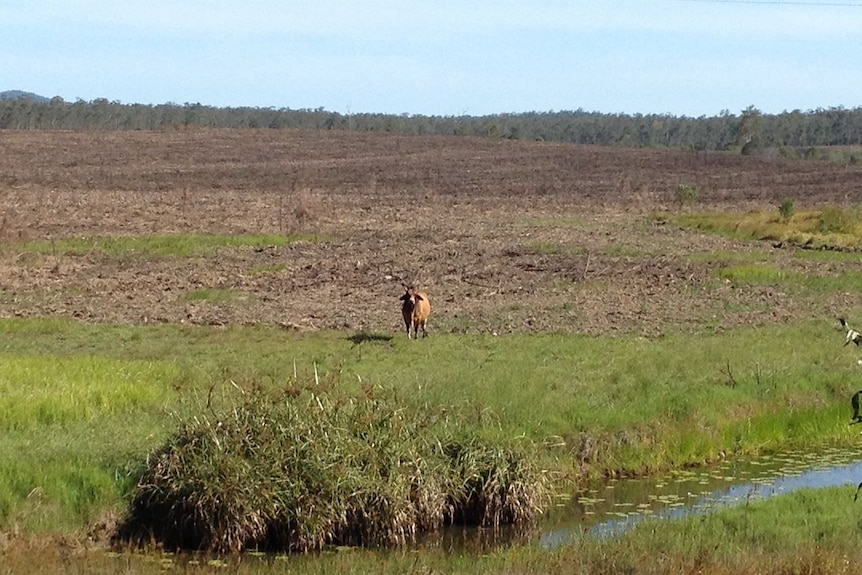 MIS project for spotted gums and casuarinas bulldozed, Maryborough Queensland