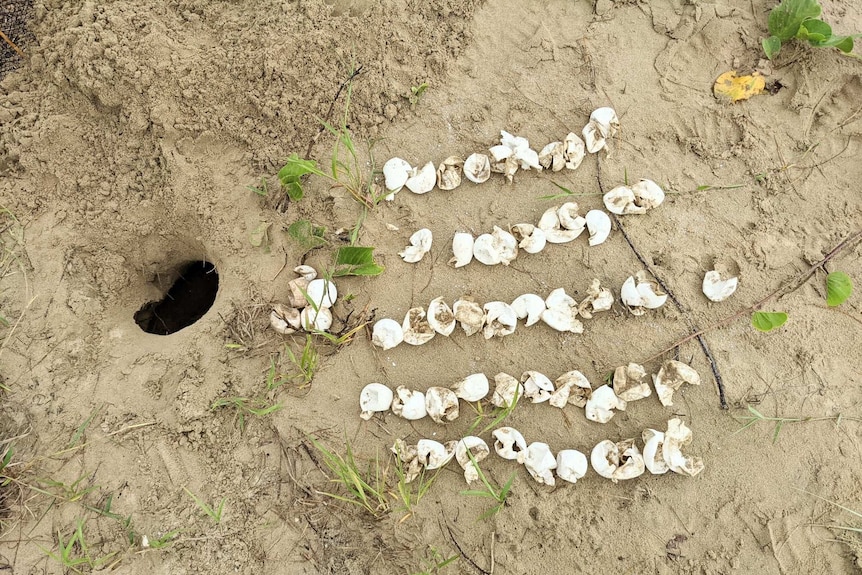 dozens of hatched turtle eggs lay on the sand, cracked open