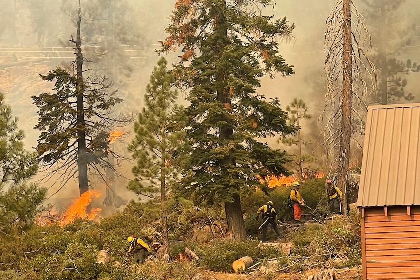 A group of uniformed firefighters carry chainsaws by tall pine trees. A bushfire can be seen a short distance behind them