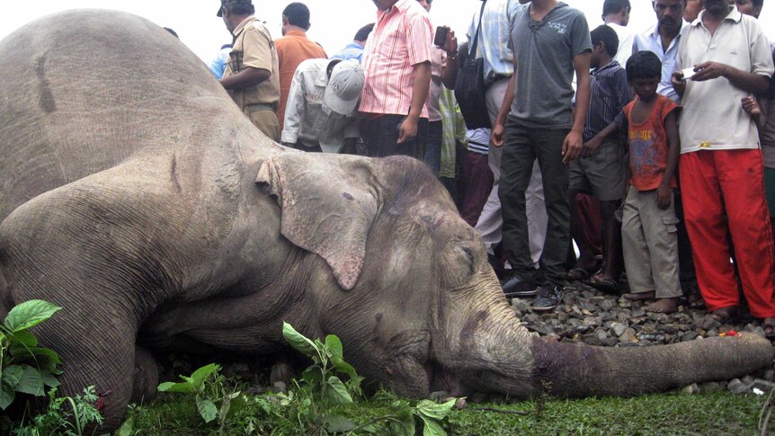 Elephant killed by speeding train in India