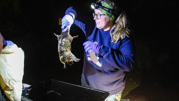 A woman holding a platypus by the tail at night