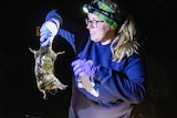 A woman holding a platypus by the tail at night