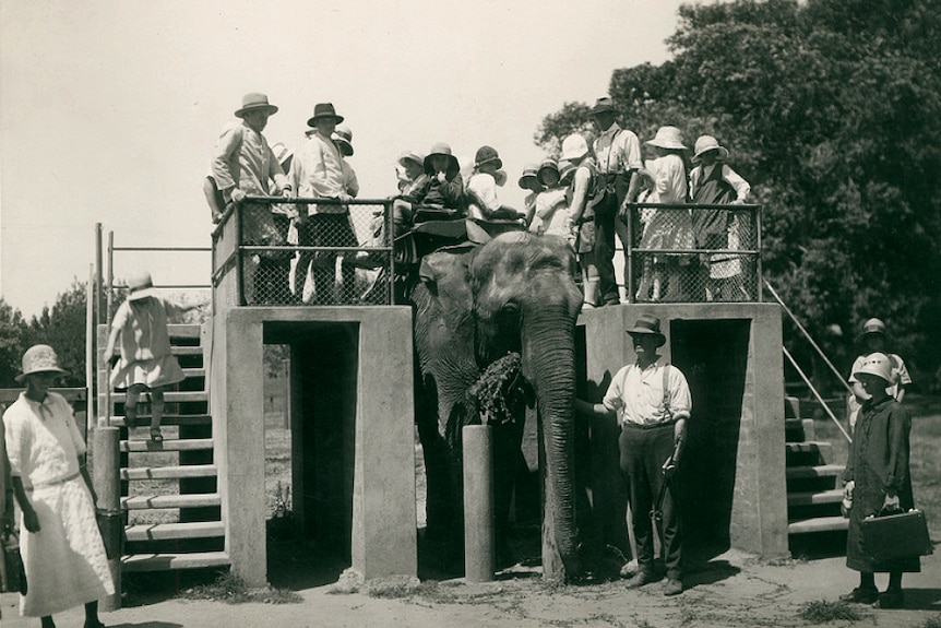 People mounting Lillian the elephant for a ride at the Adelaide Zoo