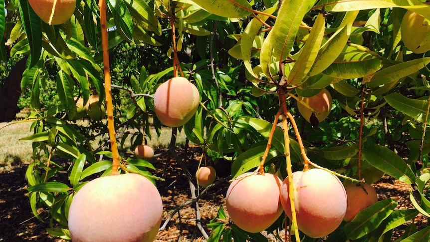 These mature mangoes are ready for picking at Manbulloo farm in Katherine.