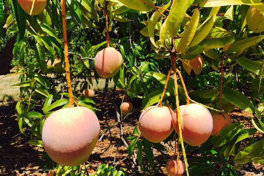 These mature mangoes are ready for picking at Manbulloo farm in Katherine.