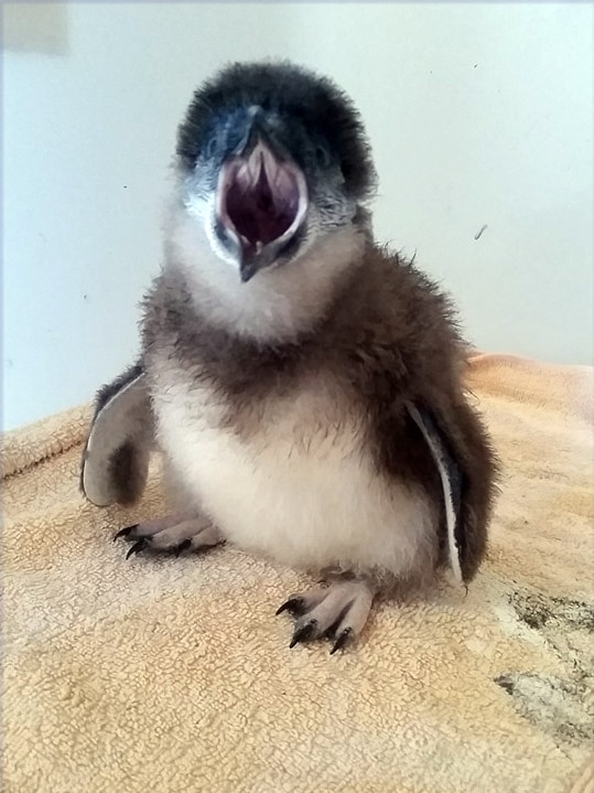 Rescued little penguin chick