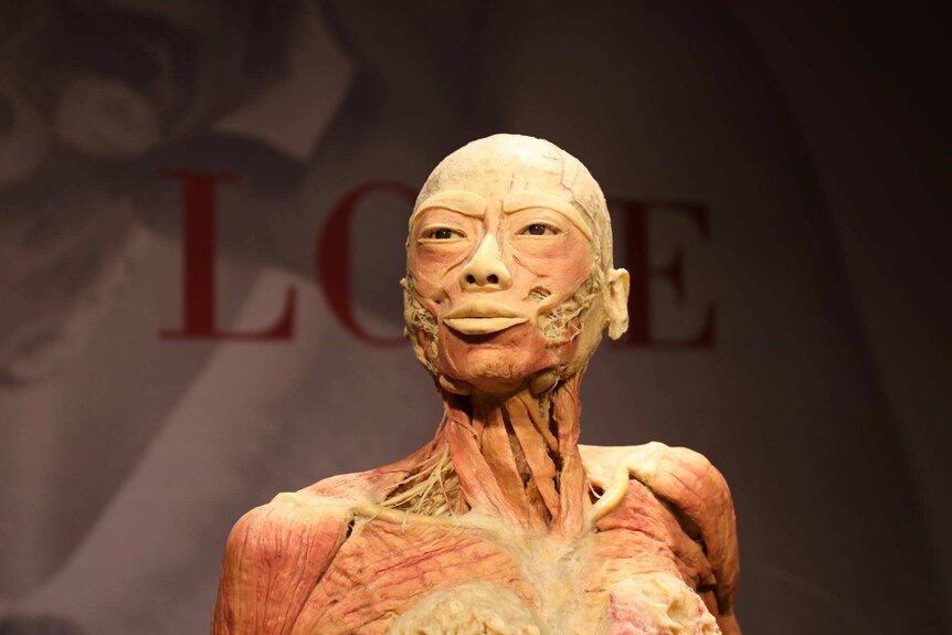 One of the bodies displayed in the Real Bodies: The Exhibition in Sydney.