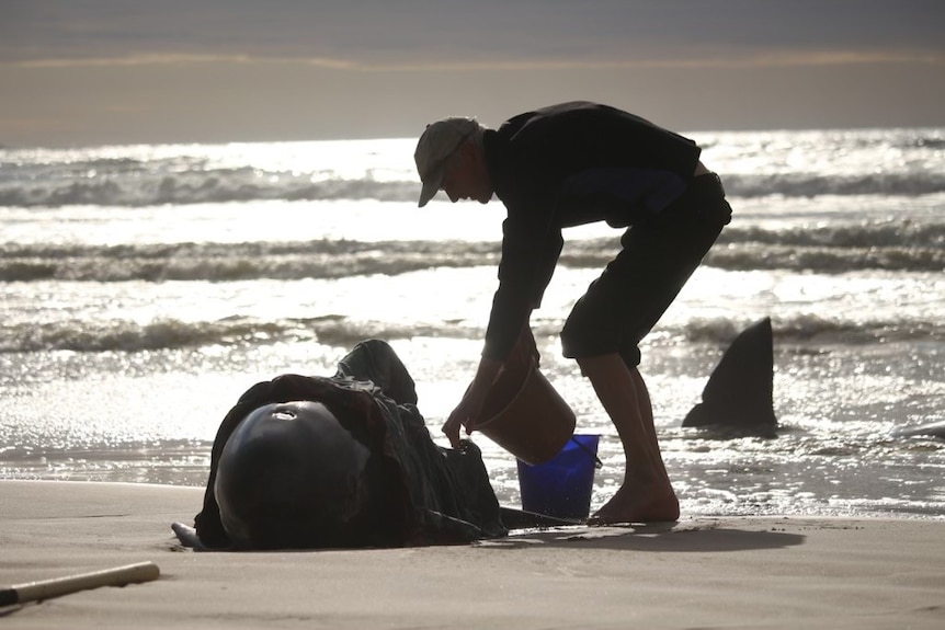 Pilot whale on a beach with a lifeguard taking care of it.