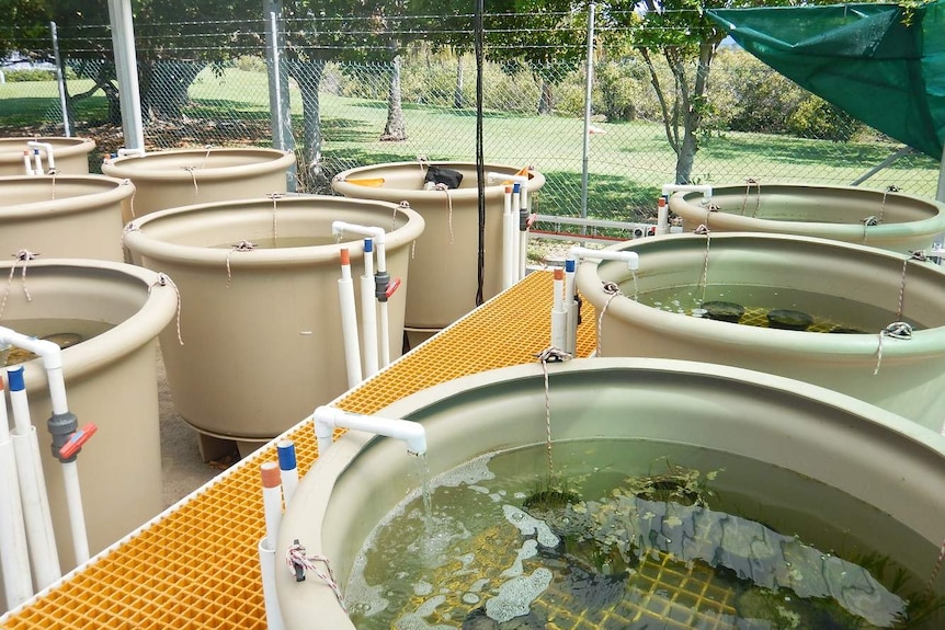 Seagrass in tanks wideshot