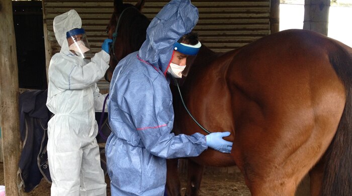 Vet Shahid Khalfan examines a suspect horse for Hendra virus in northern NSW
