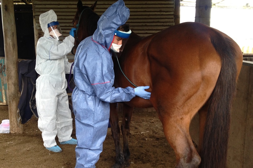 Vet Shahid Khalfan examines a suspect horse for Hendra virus in northern NSW