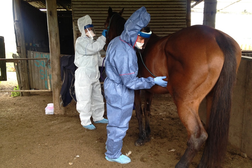 Vet and owner in personal protective equipment examines a horse.