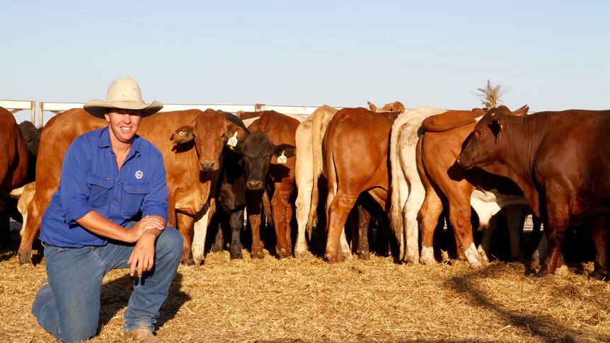 A man squats in front of fat cattle in Winton, Queensland