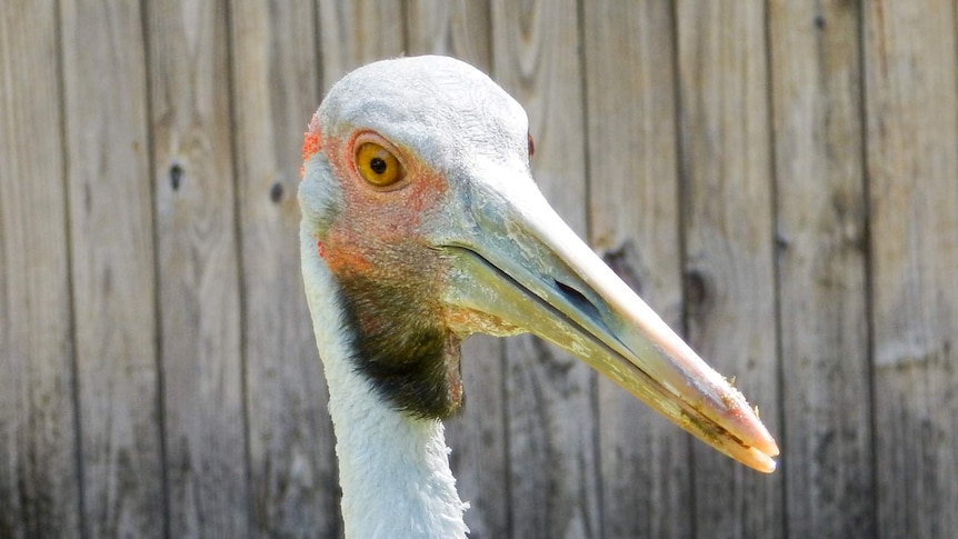 A close up photograph of Billy the brolga's head.