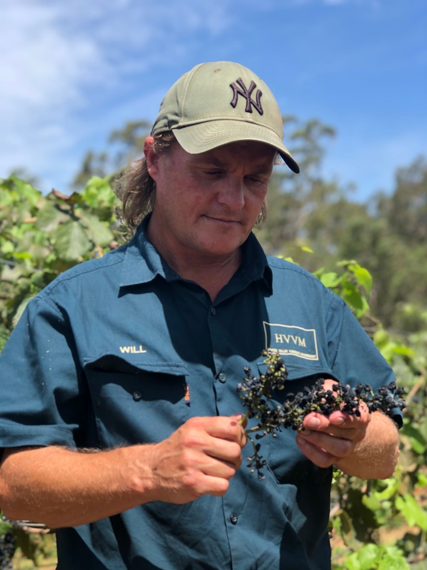 Will Capper holds dried grapes in his vineyard.