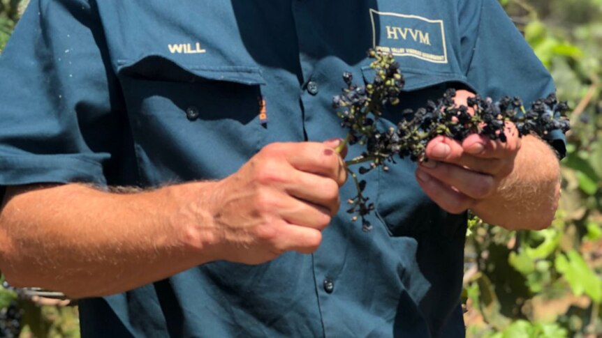 Will Capper holds dried grapes in his vineyard.