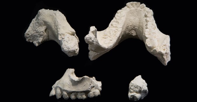 Jawbone Fossils Reveal New Human Ancestor Species Australopithecus ...