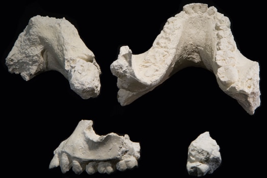 Several jawbone fossils