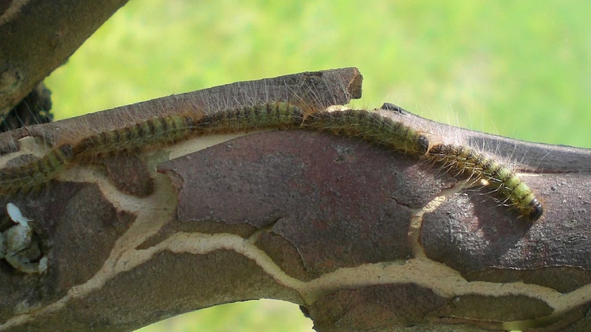 Caterpillars can cause spontaneous abortion in pregnant mares