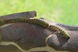 Caterpillars can cause spontaneous abortion in pregnant mares