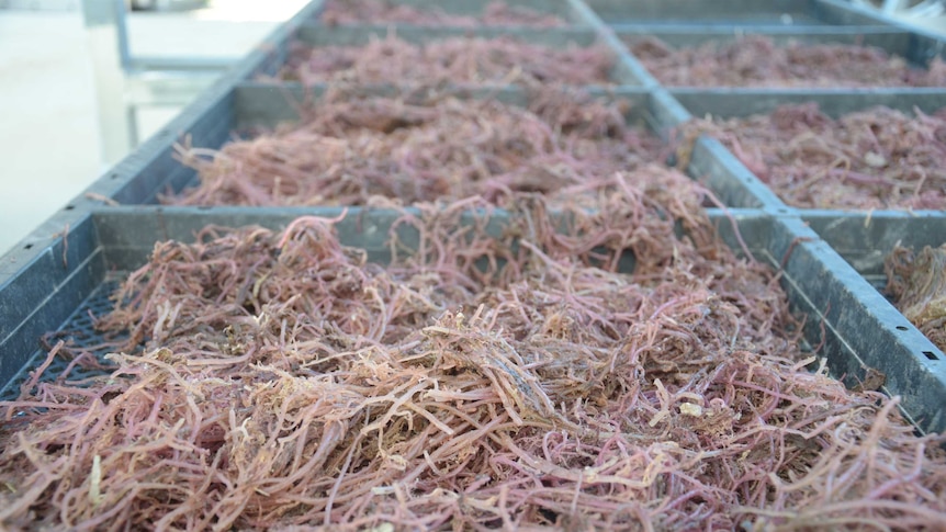 Red algae being harvested for use as livestock feed