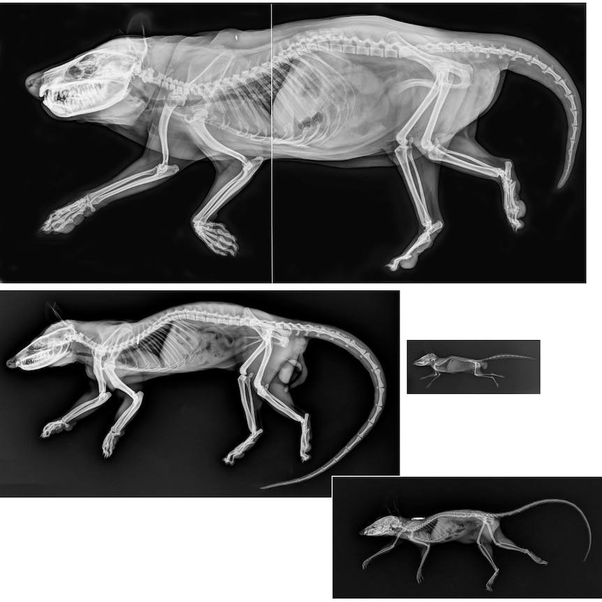 X-rays of Australian carnivorous mammals