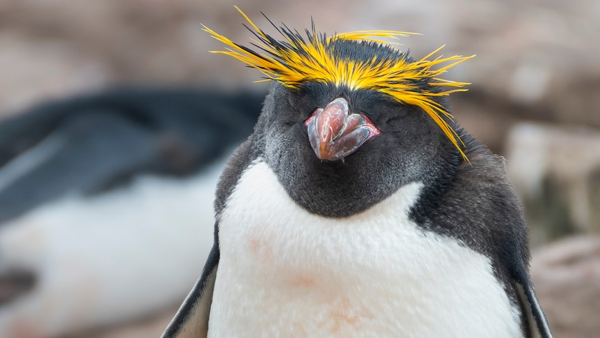 Does this penguin hold an Australian bank account? If not, who owns the money from Bouvet Island?