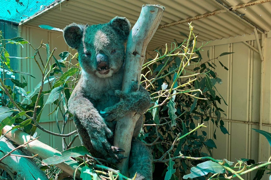 A koala perched in a tree branch inside an enclosure