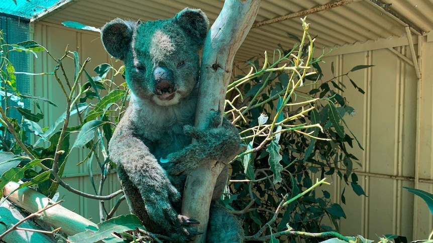 A koala perched in a tree branch inside an enclosure
