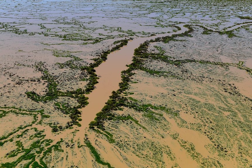 A wide photo of green and brown landscape.