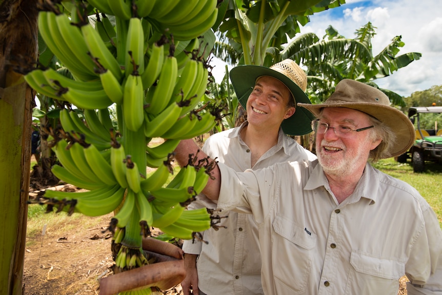 Two men looking at a bunch of bananas