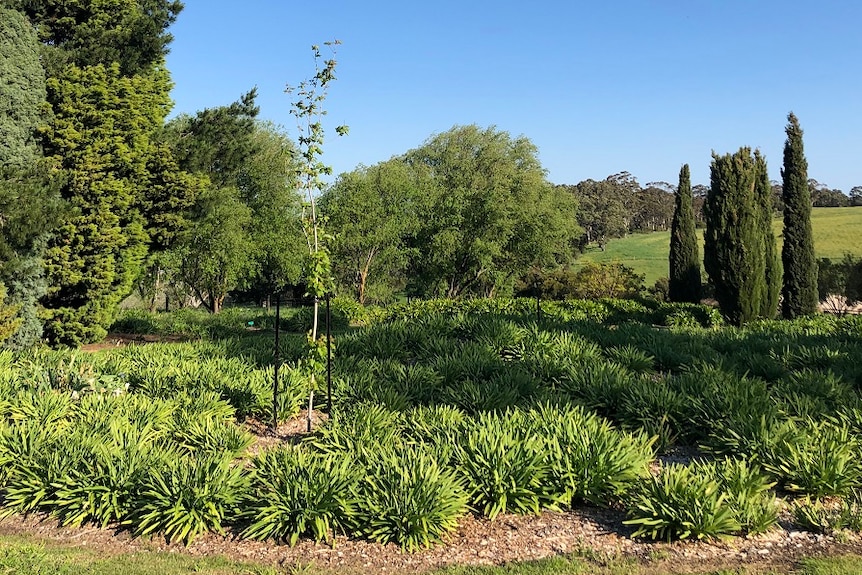 Littlewood Agapanthus Farm, Adelaide Hills