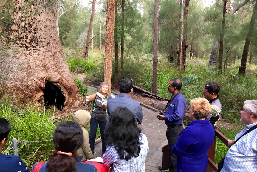 Giant tingle trees are among the attractions at the Valley of the Giants