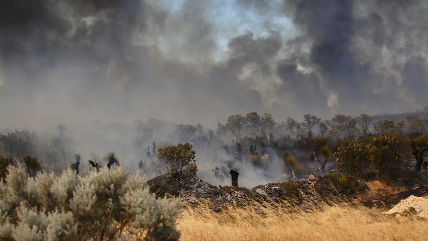 Smoke rises from a bush landscape