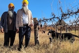 Two men wearing brightly coloured turbans stand next to a red wine grapevine. A dog is beside them.