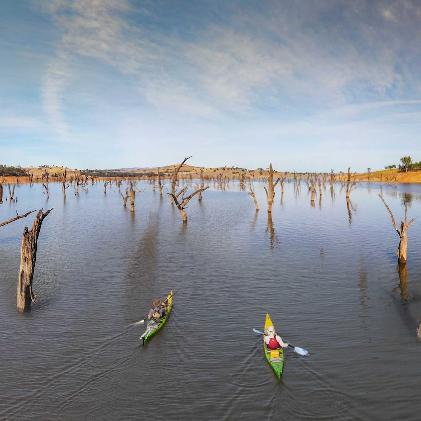 Aerial shot of two men on green kayaks paddling through a large width of water with dead tree trunks rising up from the water