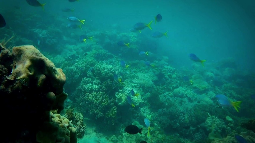 A reef off the coast of the Northern Territory.