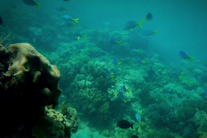 A reef off the coast of the Northern Territory.