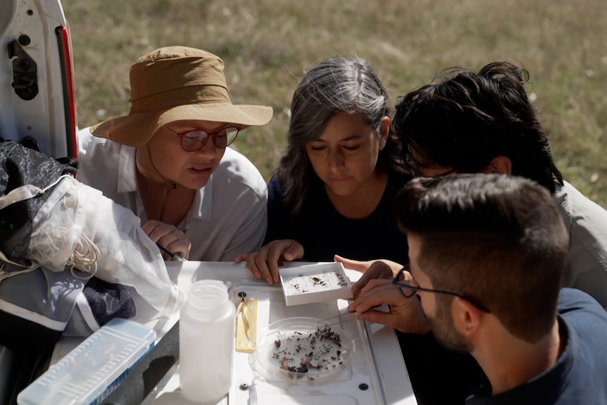 Scientists look at trays of insects