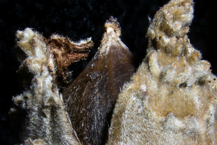 An immature fruit of a Castanopsis that now lives in New Guinea.