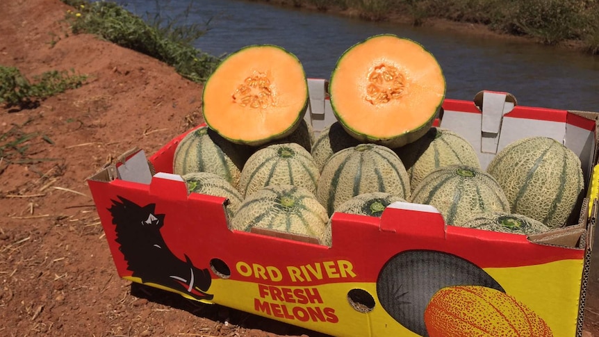 Ord rockmelons