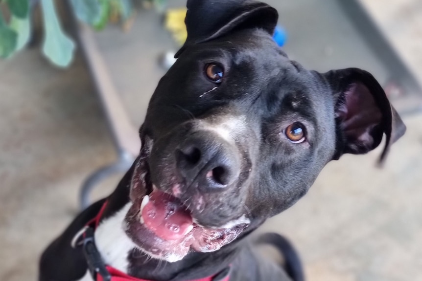 A black dog with red collar.