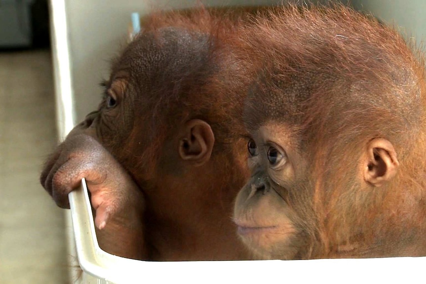Two baby orangutans looking left