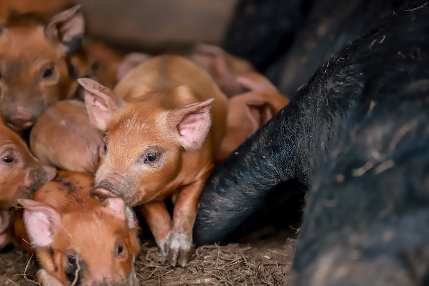 A light coloured piglet lies atop other piglets with a large black pig on side 