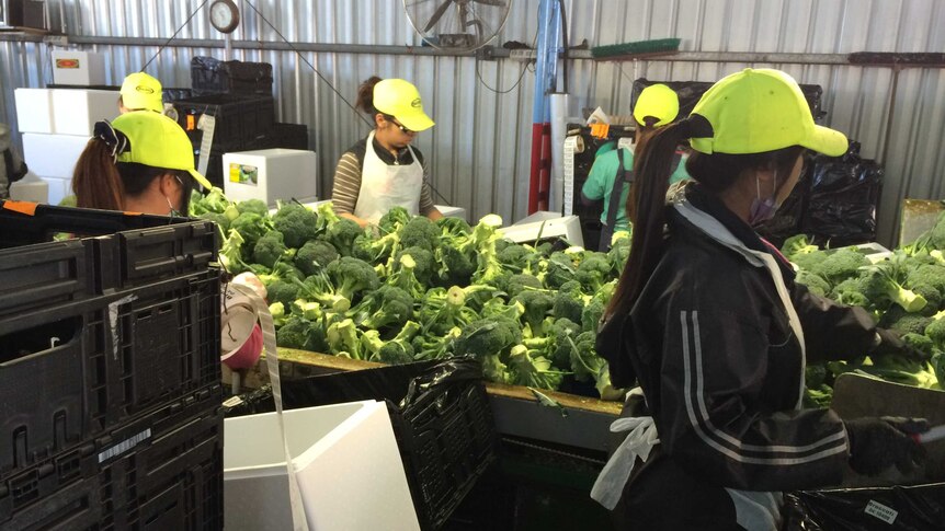 Workers packing broccoli on a farm in southern Queensland