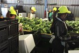 Workers packing broccoli on a farm in southern Queensland