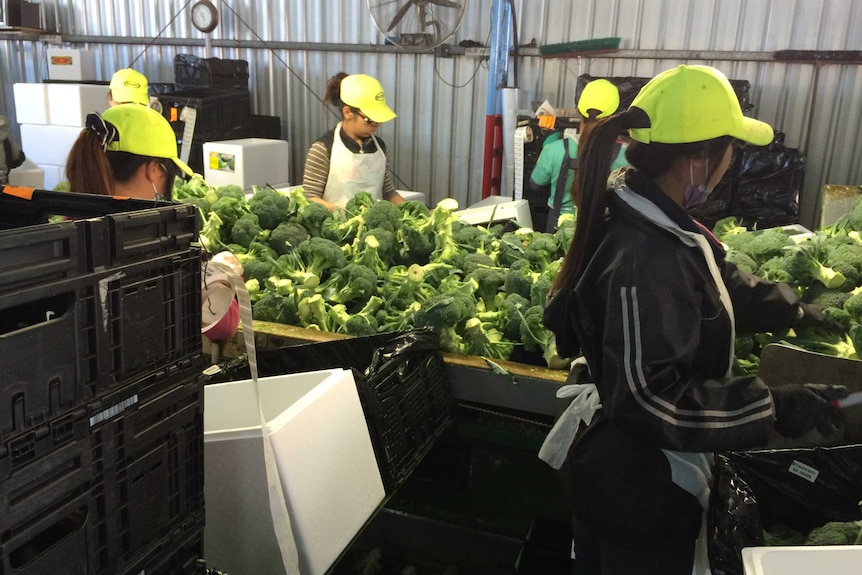 Workers pack broccoli at Qualipac farm