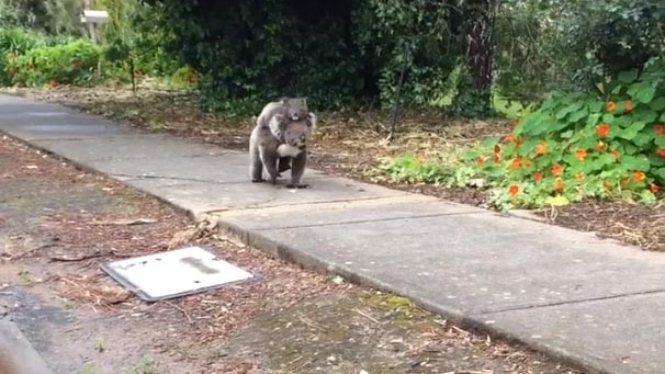 Koala takes 'morning stroll'